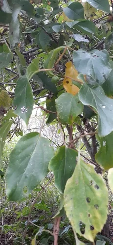 Hardy Kiwi (Actinidia arguta), photograph