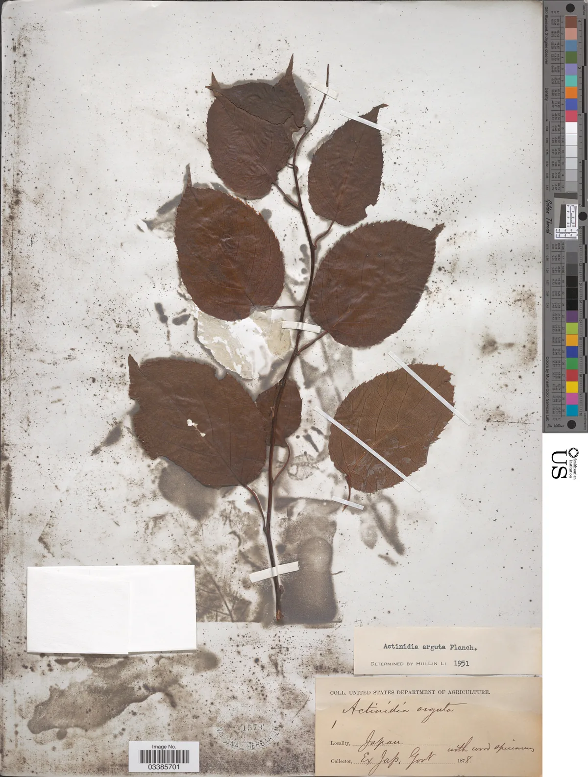Hardy Kiwi (Actinidia arguta), photograph