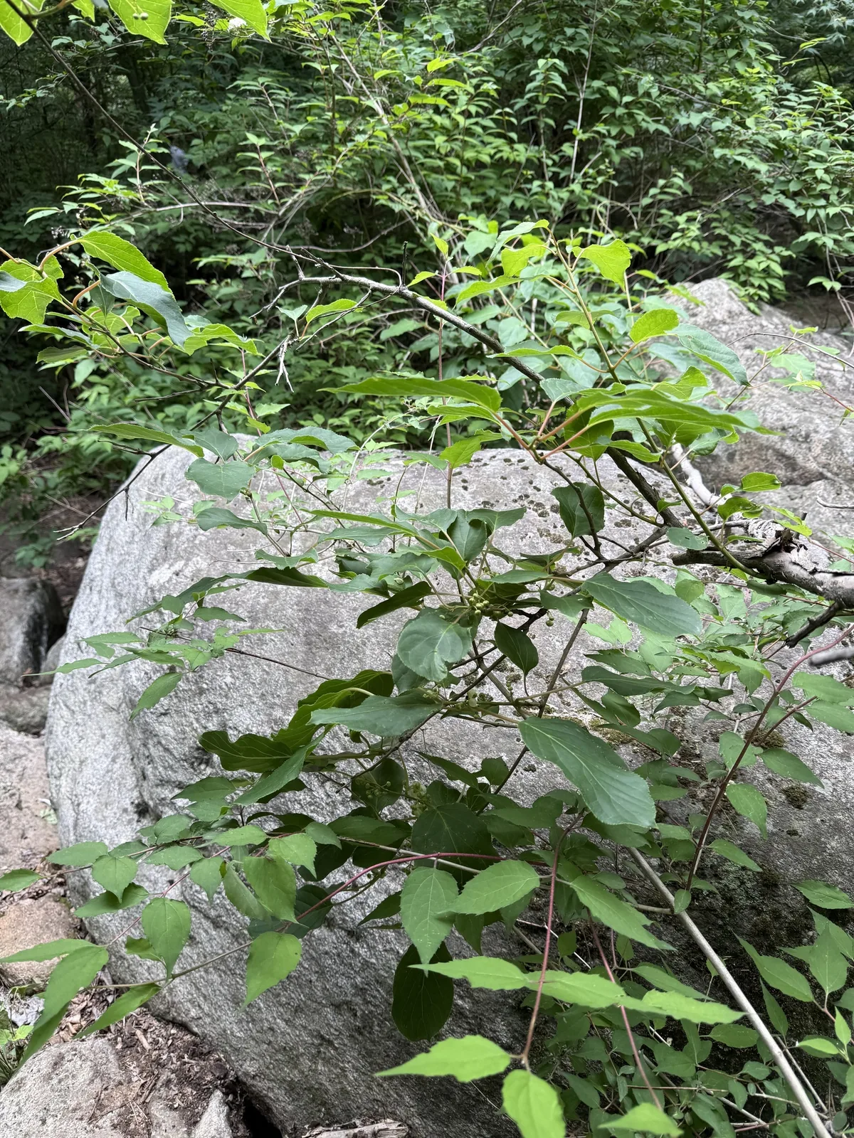 Hardy Kiwi (Actinidia arguta), photograph