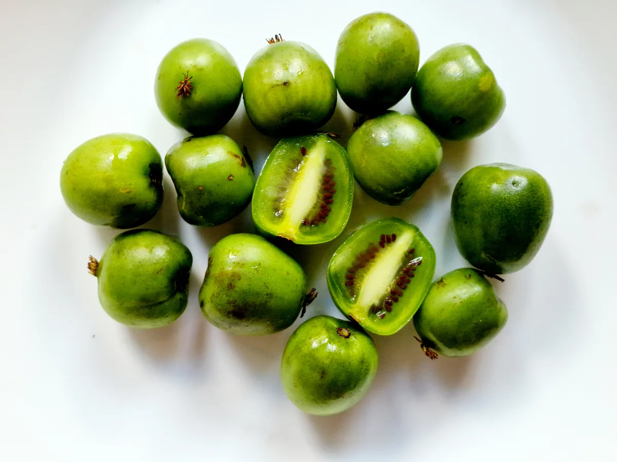 hardy kiwi (Actinidia arguta), photograph
