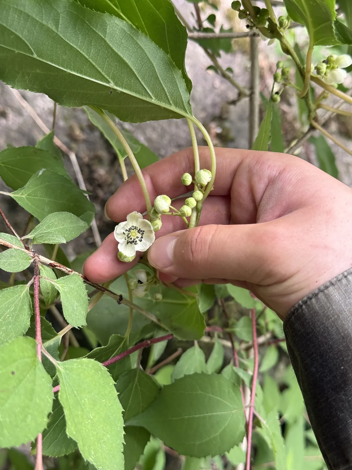 Photo: Jane Charlen, via iNaturalist · CC BY · via GBIF Hardy Kiwi (Actinidia arguta), photograph