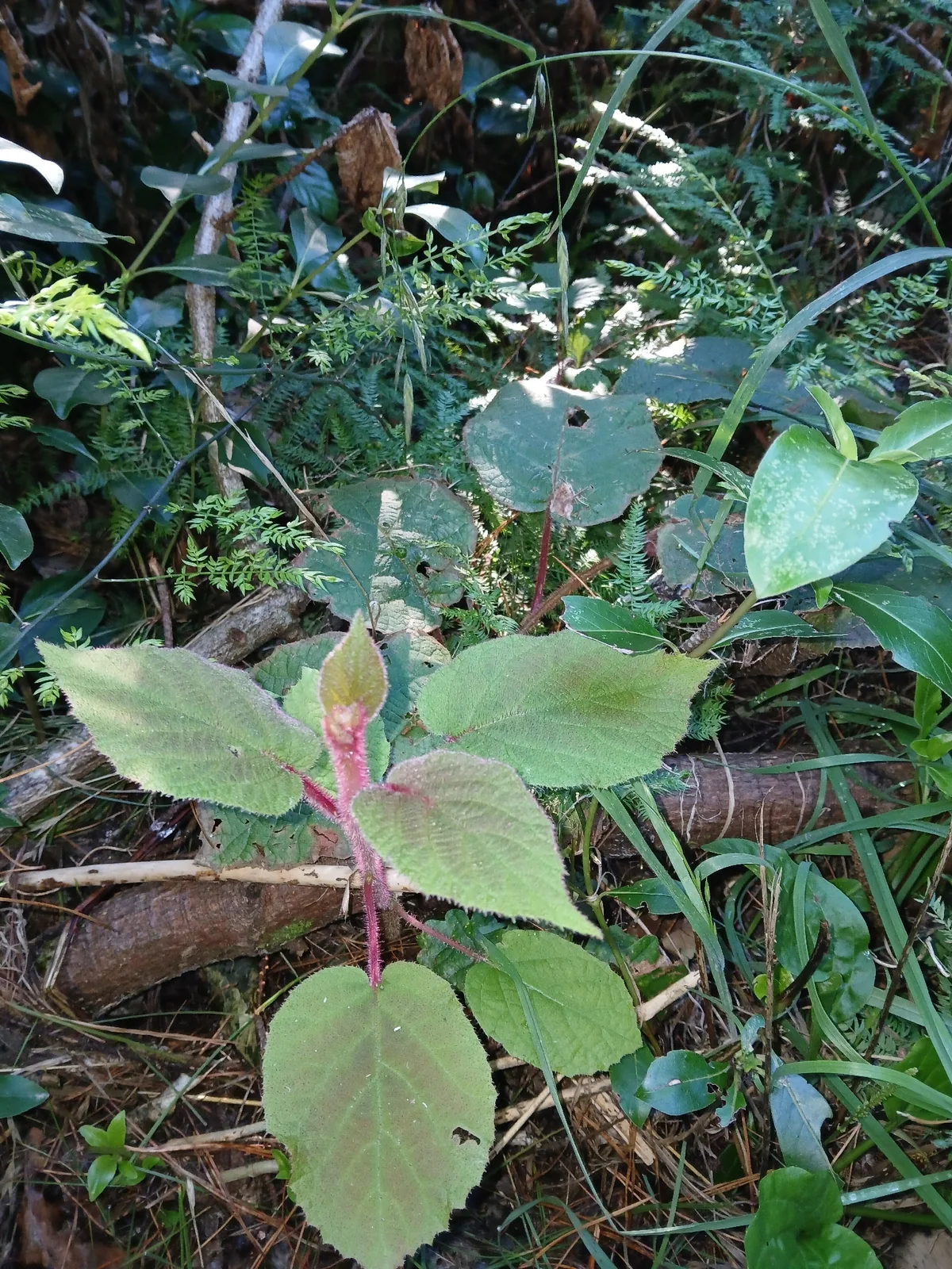 Chinese gooseberry (Actinidia chinensis), photograph