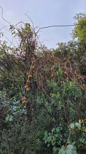 Chinese gooseberry (Actinidia chinensis), photograph