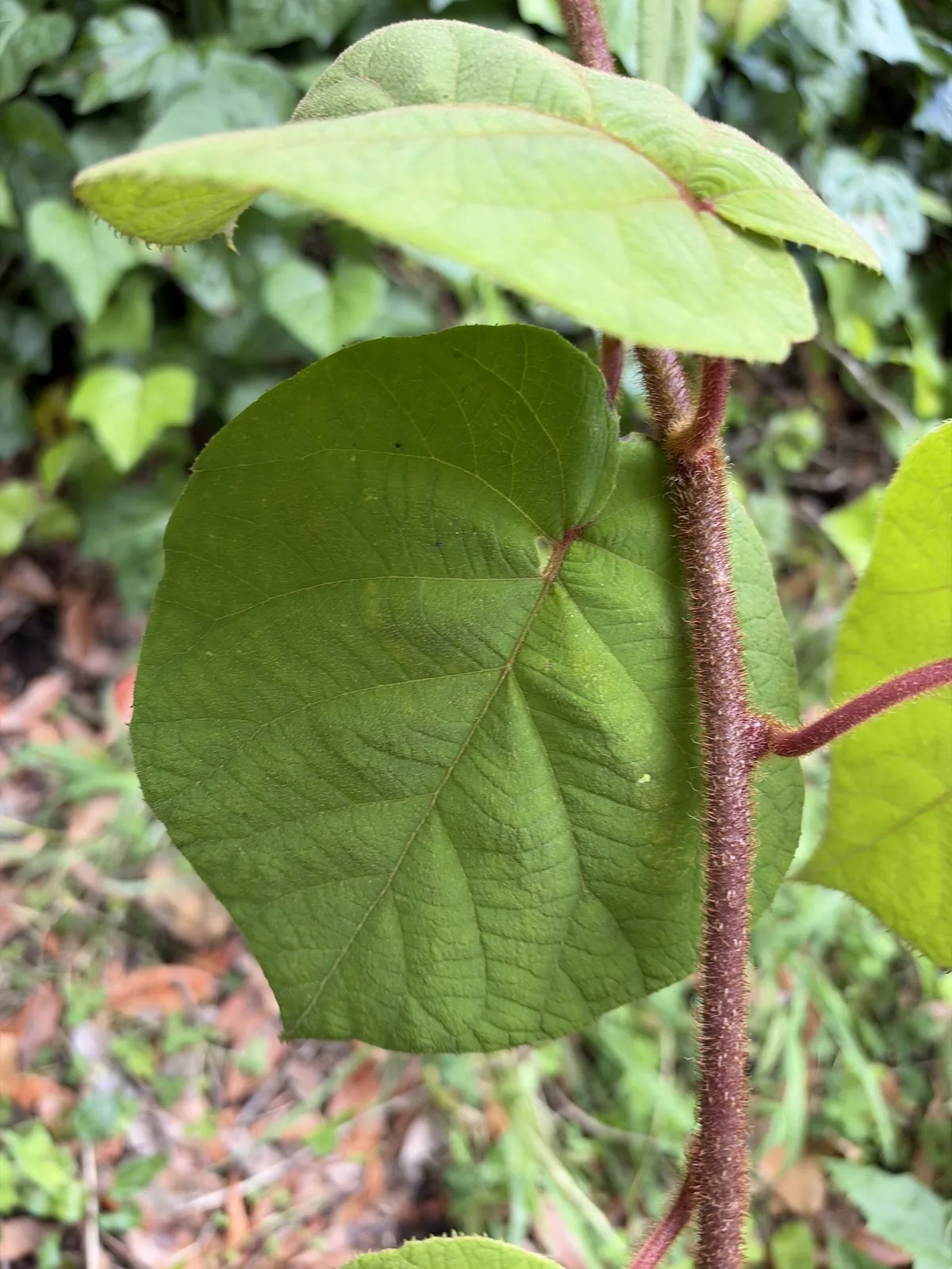 Chinese gooseberry (Actinidia chinensis), photograph