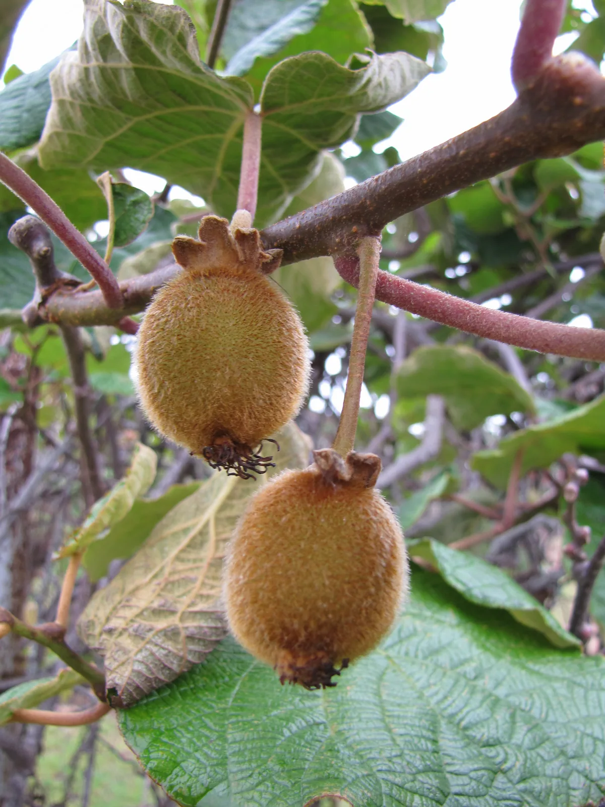 Photo: Forest and Kim Starr · CC BY 3.0 US · via Wikimedia (Forest & Kim Starr) Kiwi (Actinidia deliciosa), photograph