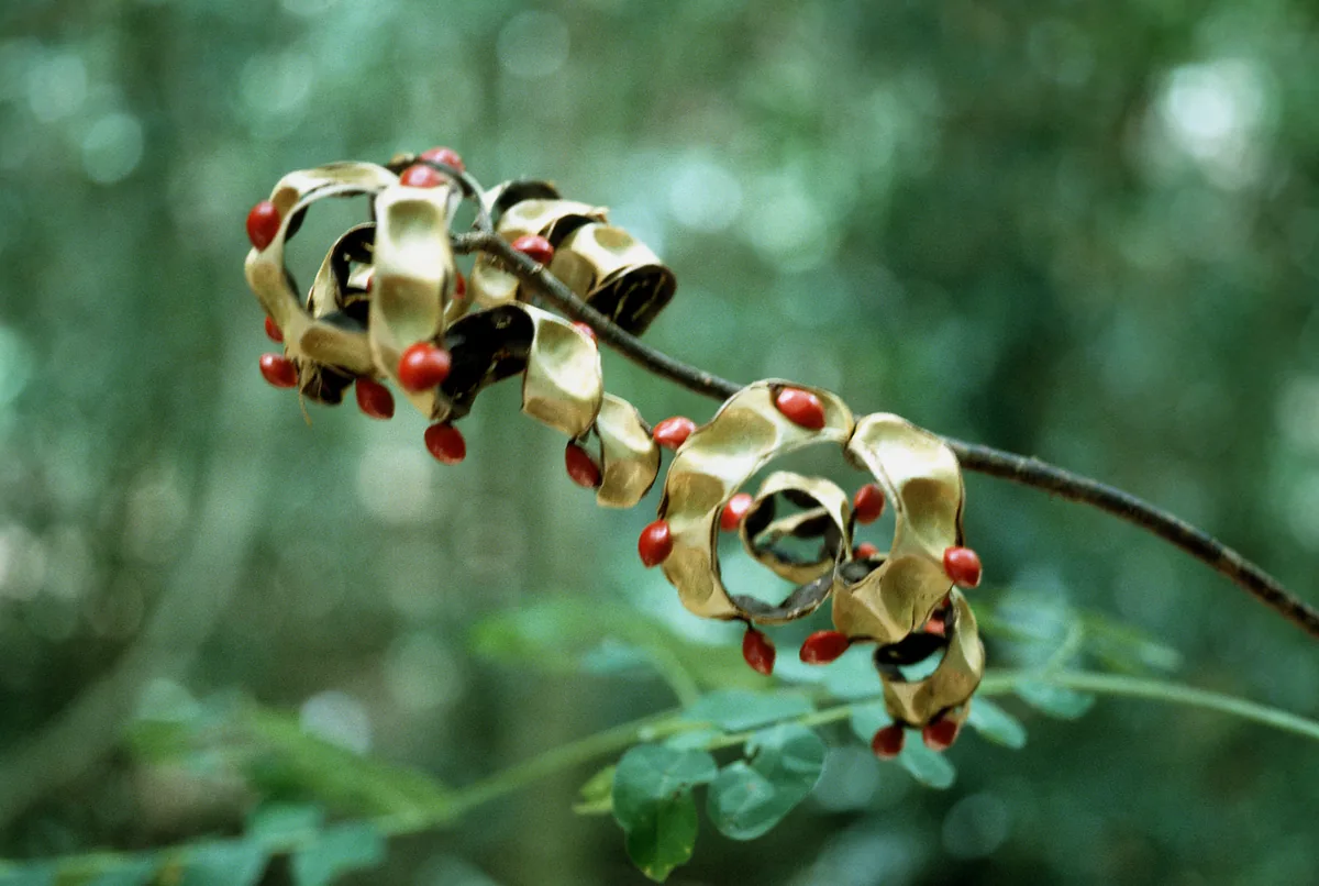 Acacia Coral (Adenanthera pavonina), photograph