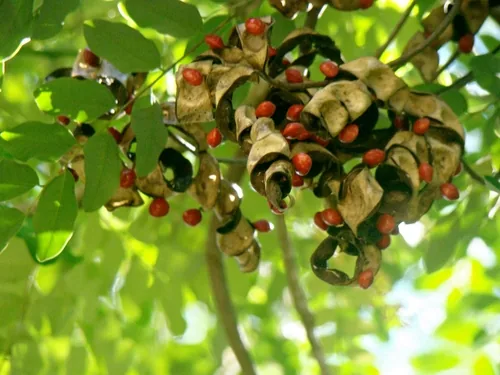 Acacia Coral (Adenanthera pavonina), photograph