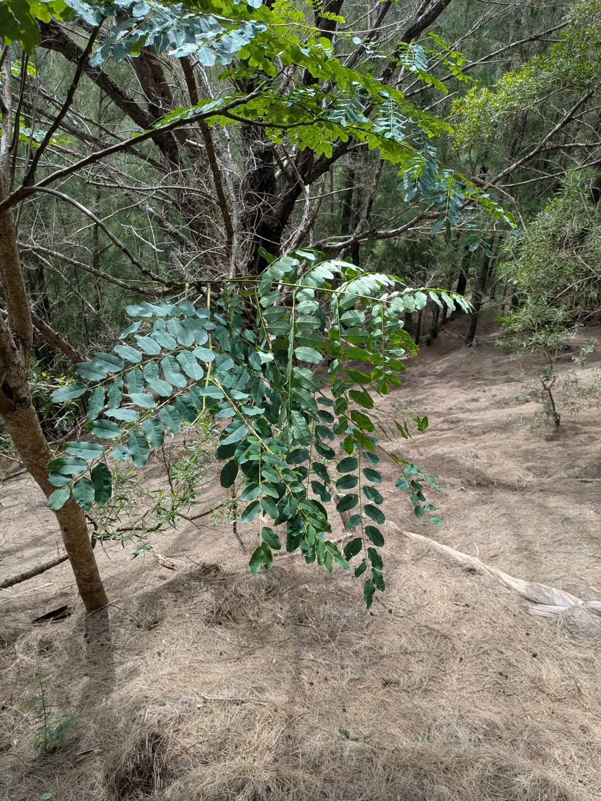Acacia Coral (Adenanthera pavonina), photograph