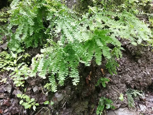 maidenhair fern (Adiantum pedatum), photograph