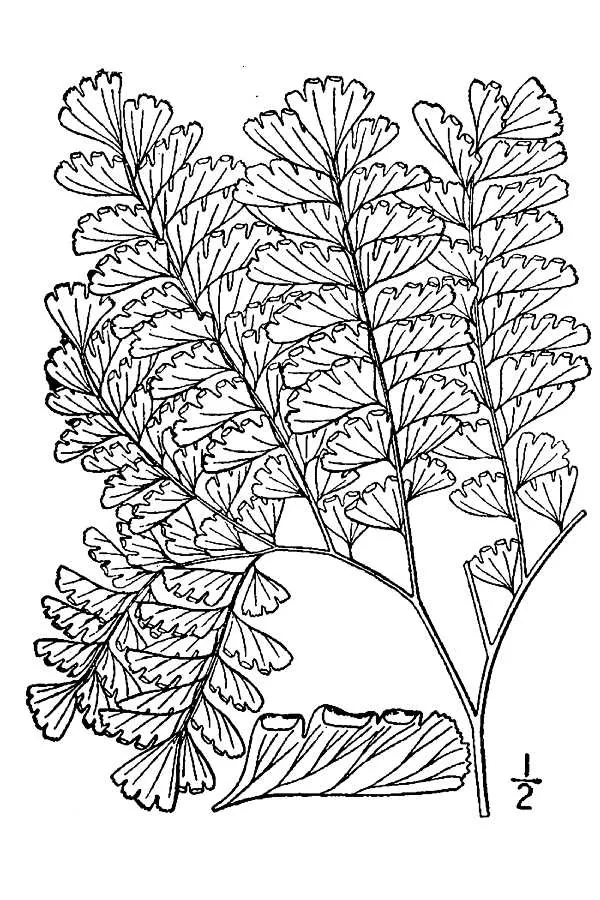 Maidenhair Fern (Adiantum pedatum), botanical illustration