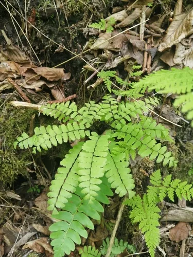 Photo: no rights reserved · cc0 · via iNaturalist Maidenhair Fern (Adiantum pedatum), photograph