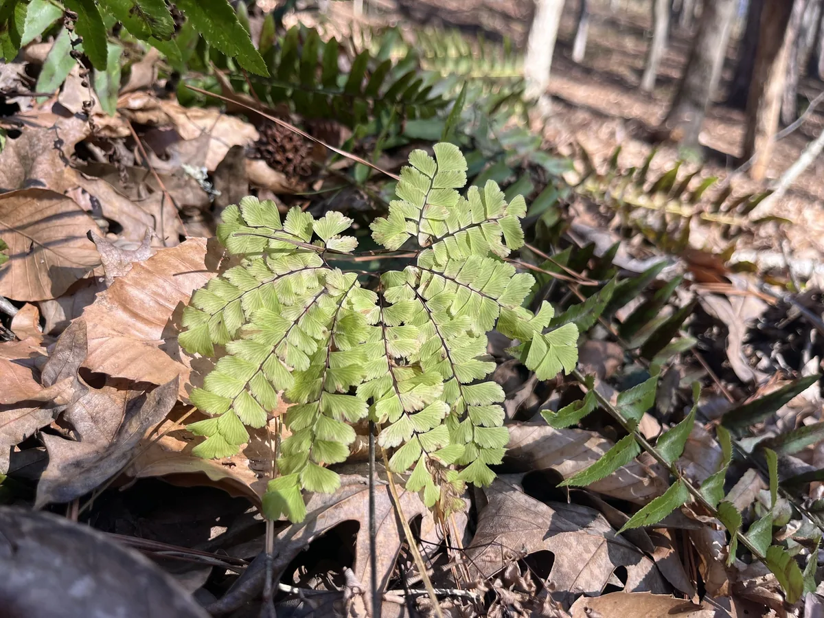 Maidenhair Fern (Adiantum pedatum), photograph