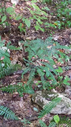 Maidenhair Fern (Adiantum pedatum), photograph