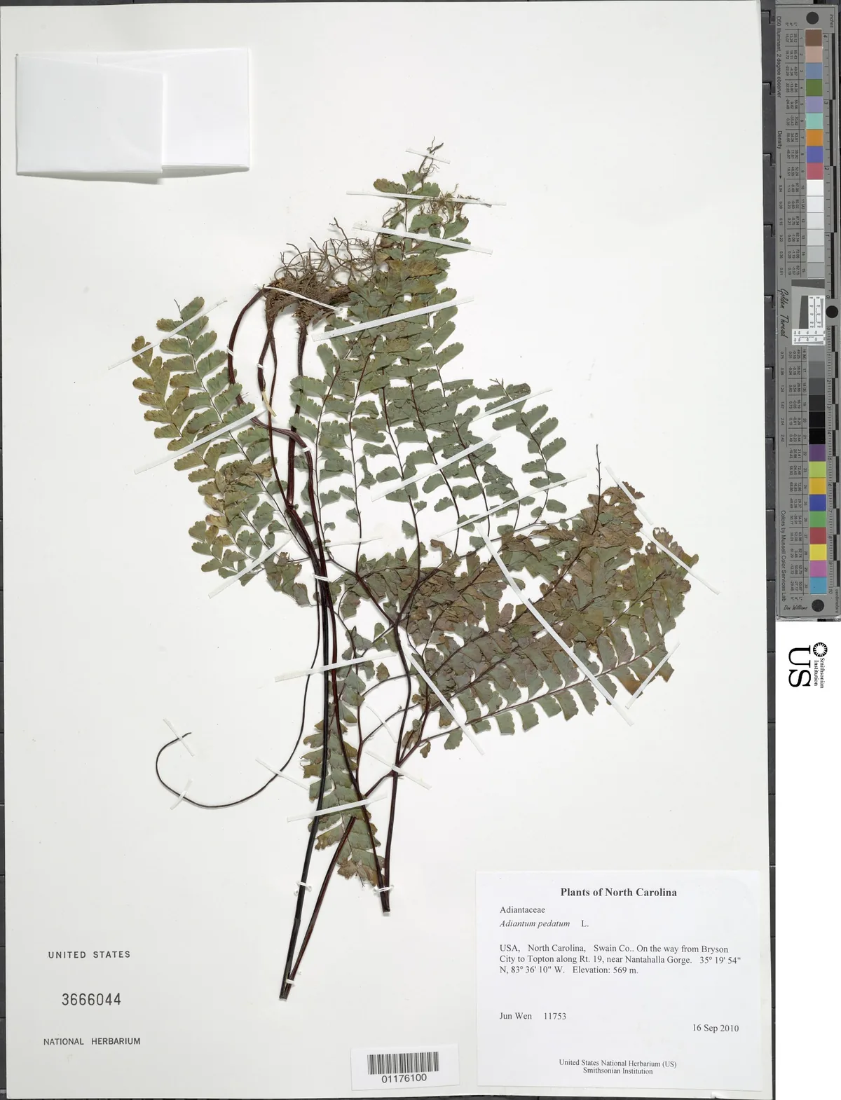 Maidenhair Fern (Adiantum pedatum), photograph