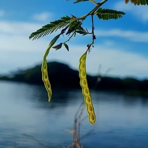 American Joint Vetch (Aeschynomene americana), photograph