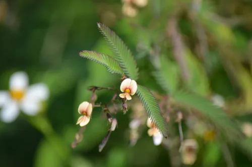 American Joint Vetch (Aeschynomene americana), photograph