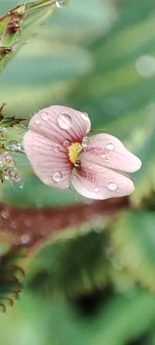 Photo: no rights reserved · cc0 · via iNaturalist American Joint Vetch (Aeschynomene americana), photograph