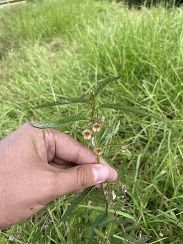 American Joint Vetch (Aeschynomene americana), photograph