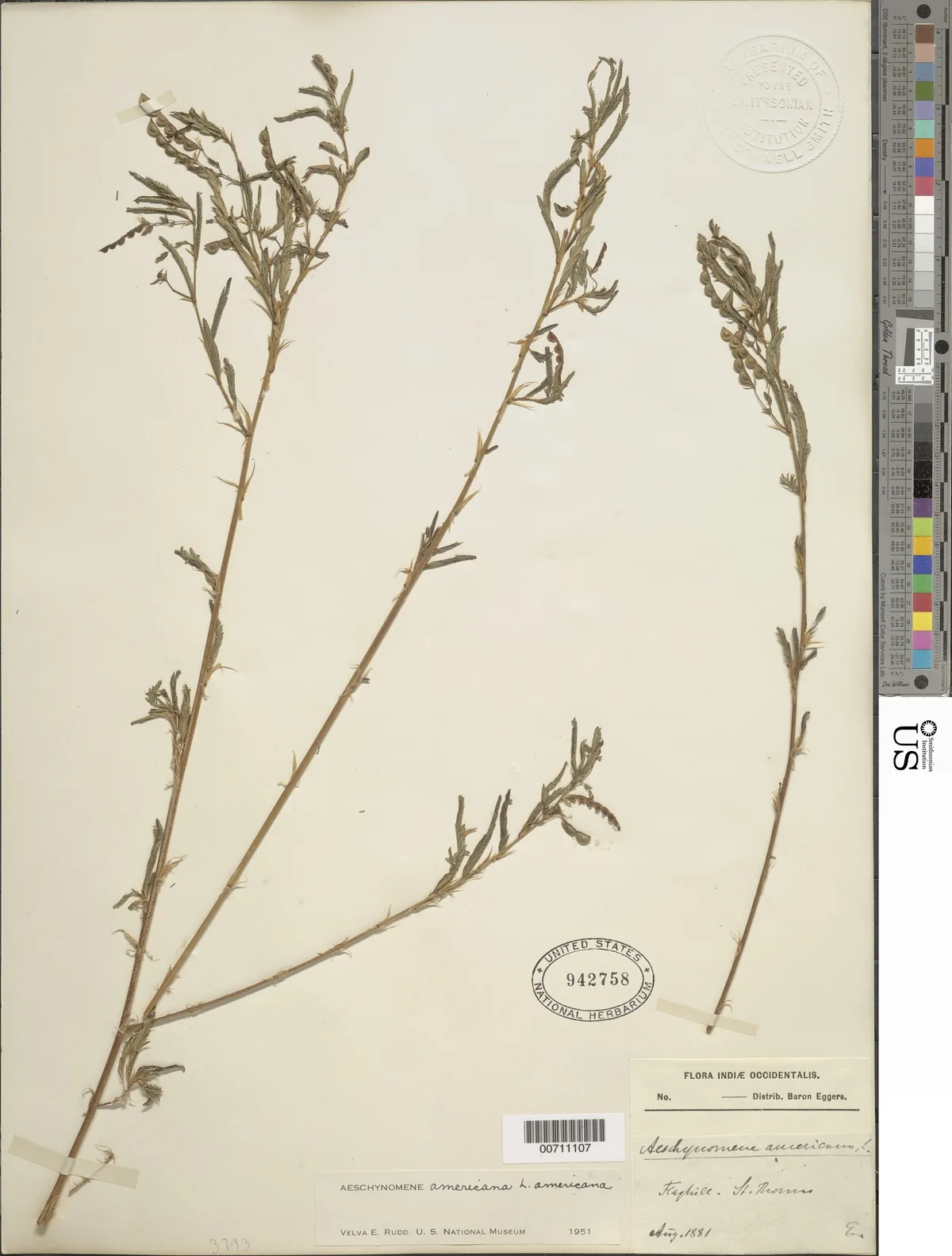 American Joint Vetch (Aeschynomene americana), photograph