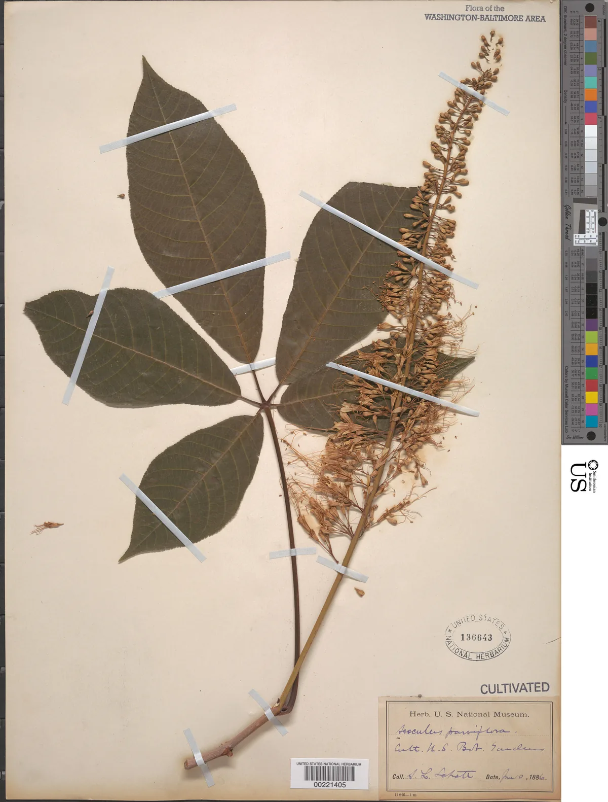 Bottlebrush Buckeye (Aesculus parviflora), photograph