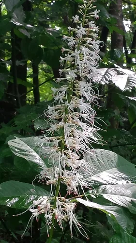 bottlebrush buckeye (Aesculus parviflora), photograph