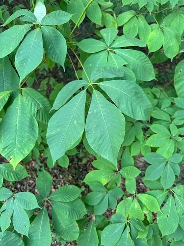 Bottlebrush Buckeye (Aesculus parviflora), photograph