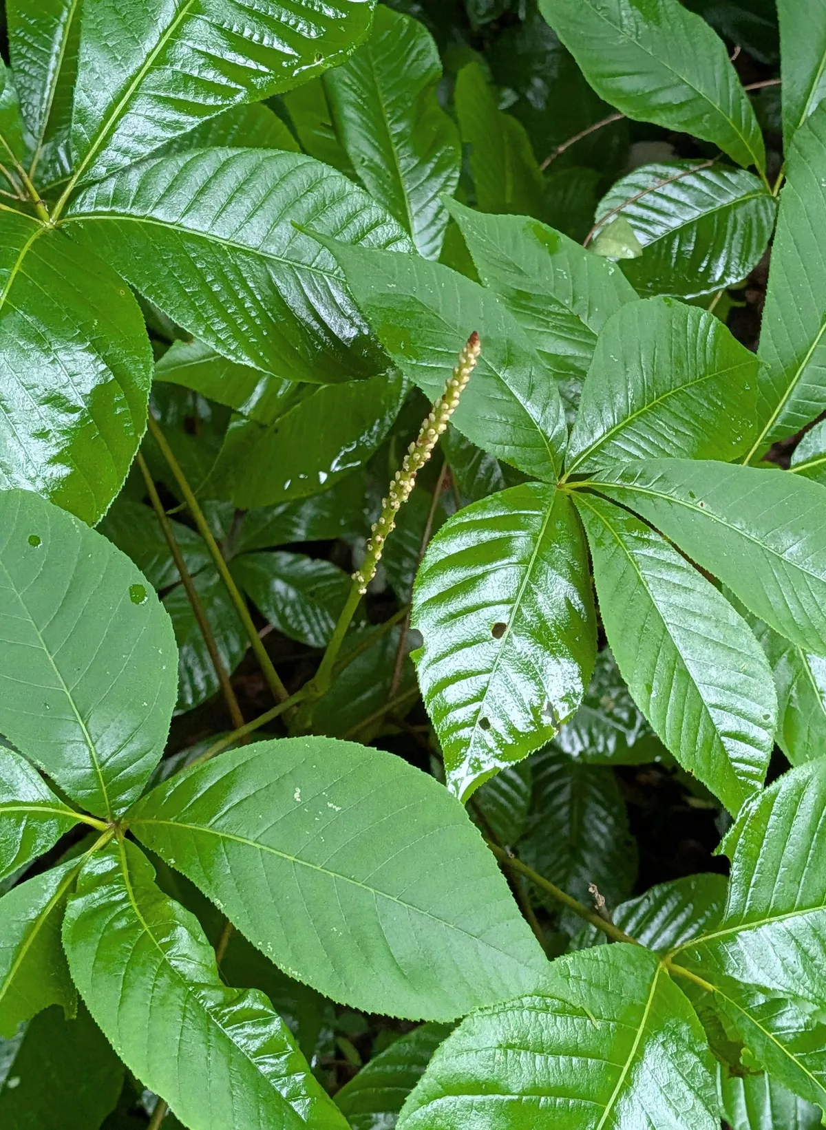 Bottlebrush Buckeye (Aesculus parviflora), photograph