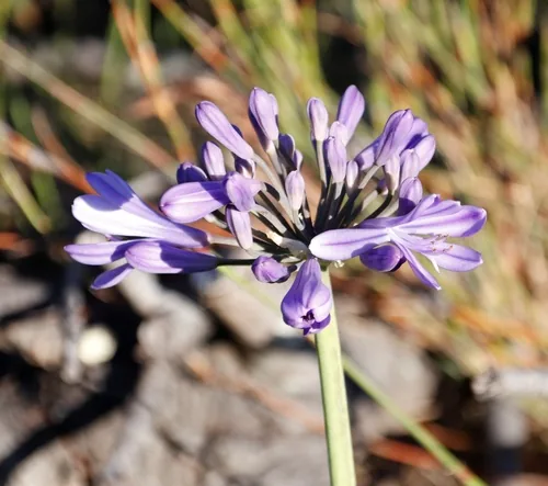 Photo: (c) Tony Rebelo, some rights reserved · CC BY-SA · via iNaturalist lily of the Nile (Agapanthus africanus), photograph