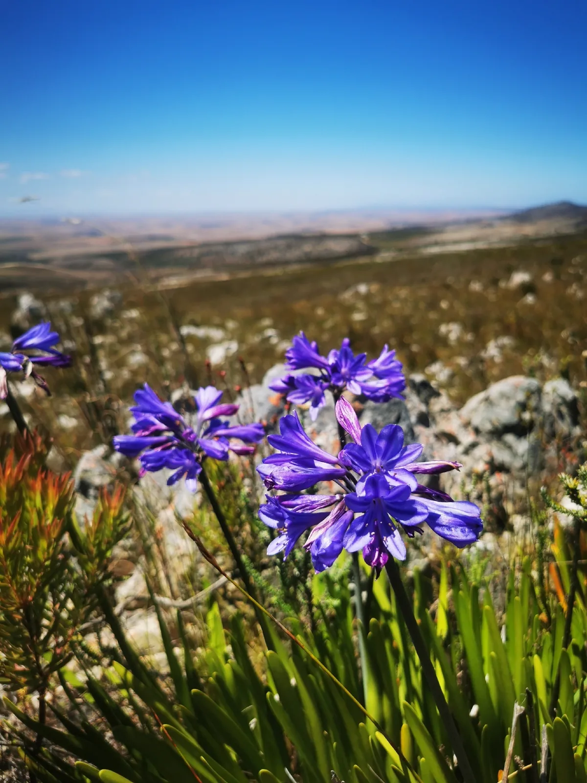 Lily Of The Nile (Agapanthus africanus), photograph