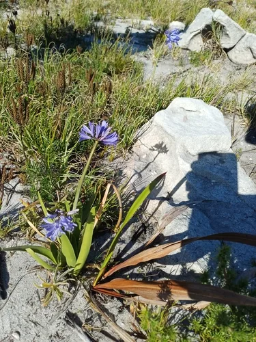 Photo: no rights reserved · cc0 · via iNaturalist Lily Of The Nile (Agapanthus africanus), photograph