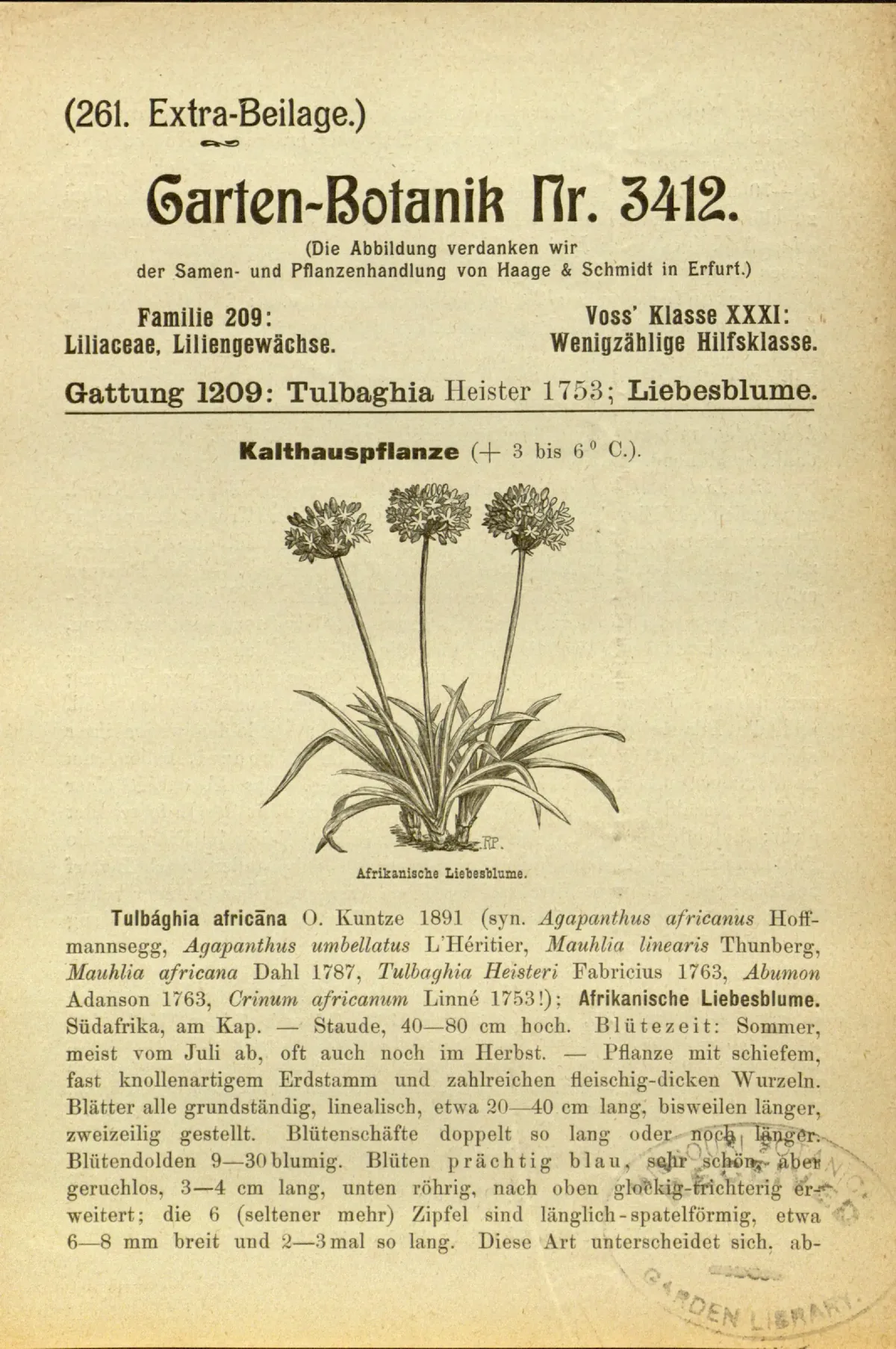Lily Of The Nile (Agapanthus africanus), botanical illustration
