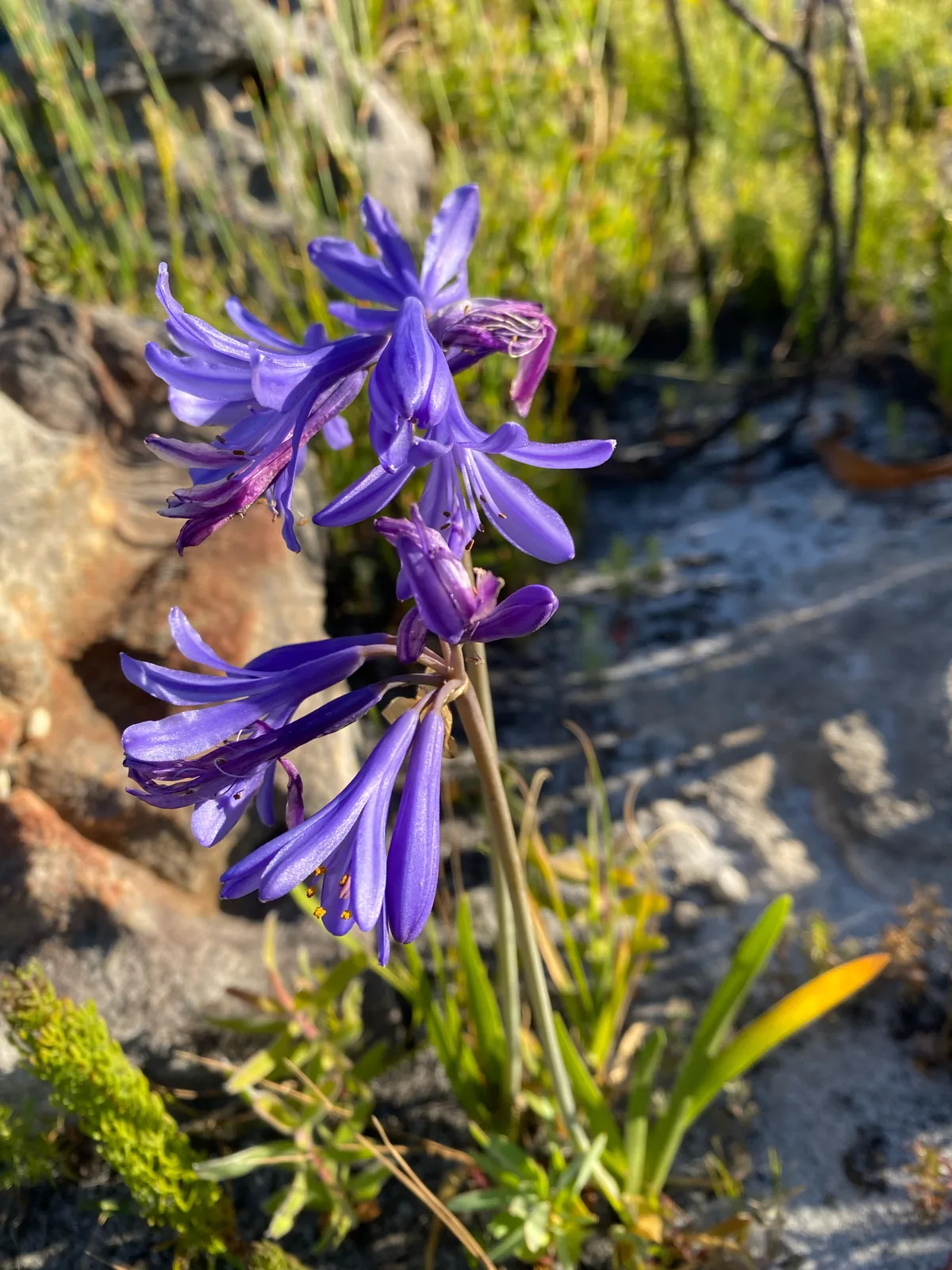 Lily Of The Nile (Agapanthus africanus), photograph