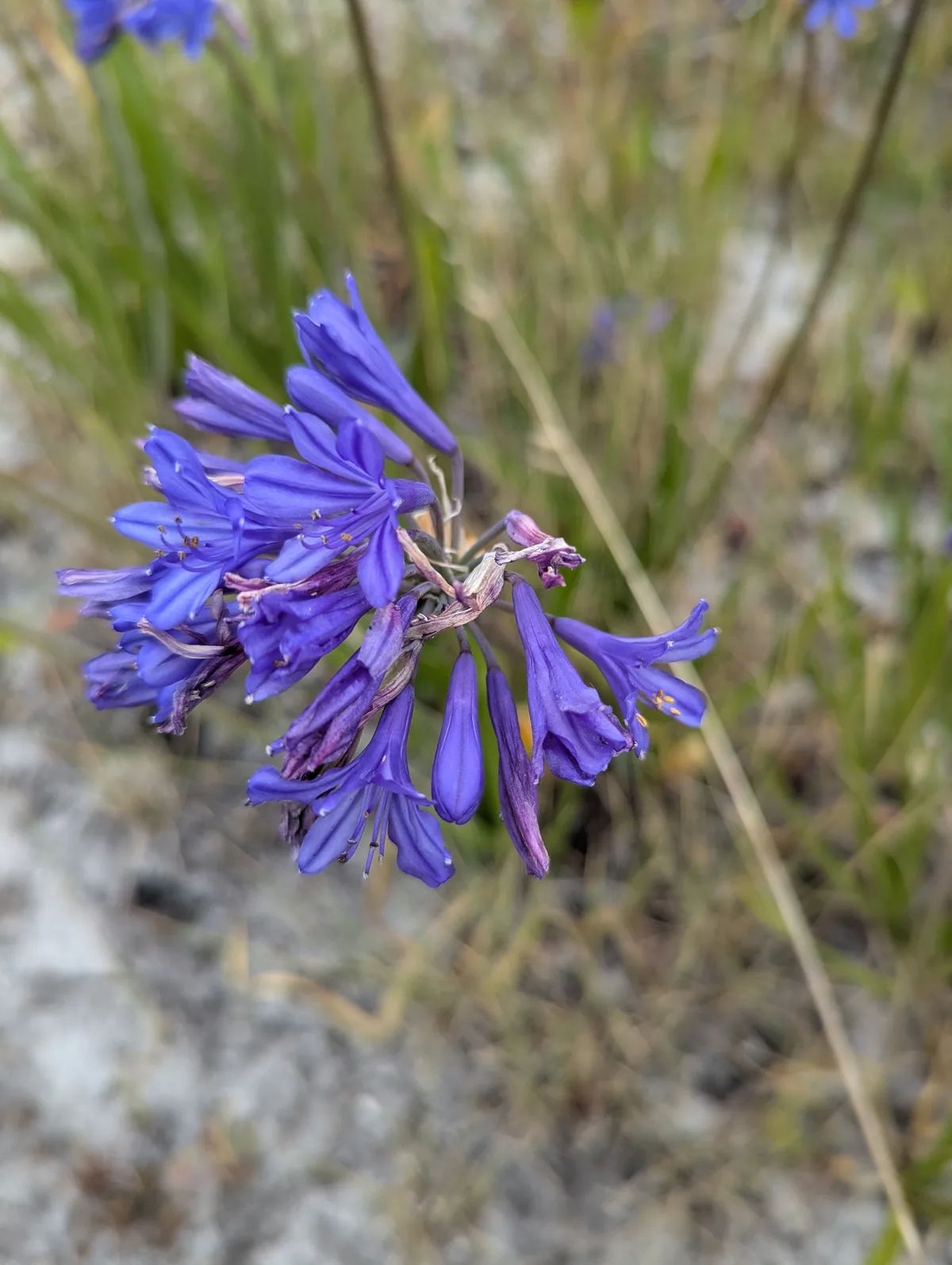 Lily Of The Nile (Agapanthus africanus), photograph