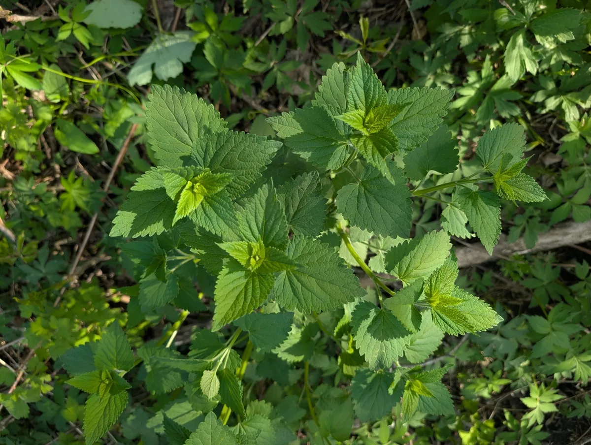 anise hyssop (Agastache foeniculum), photograph