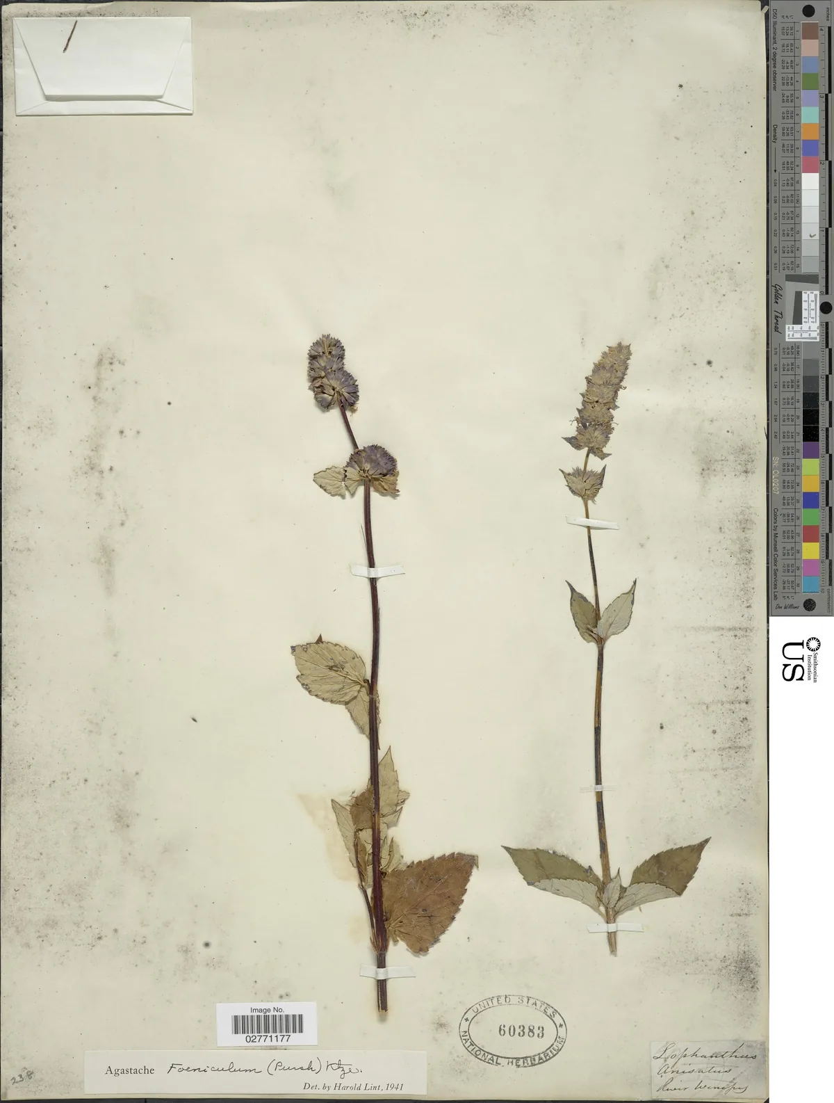 Anise Hyssop (Agastache foeniculum), photograph
