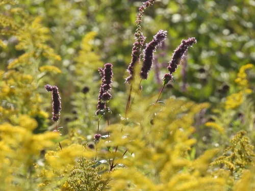 Anise Hyssop (Agastache foeniculum), photograph
