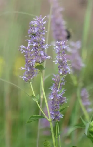 Photo: (c) Marilynn Miller, some rights reserved (CC BY) · cc-by · via iNaturalist Anise Hyssop (Agastache foeniculum), photograph