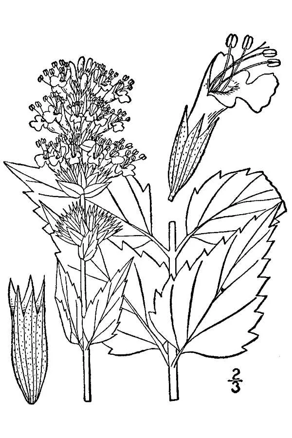 Anise Hyssop (Agastache foeniculum), botanical illustration