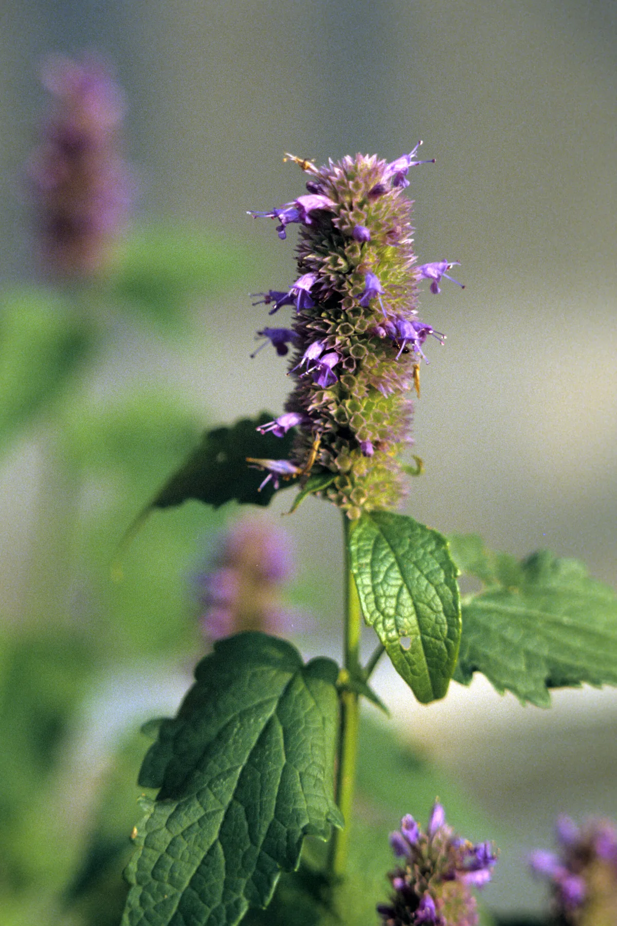 Photo: WayneRay, public domain, via Wikimedia Commons · Public domain · via Wikimedia Commons Agastache (Agastache spp.), photograph