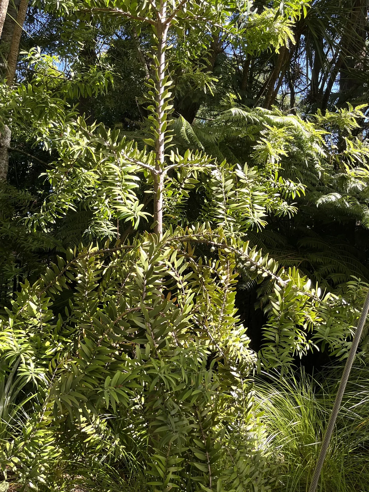 New Zealand kauri (Agathis australis), photograph