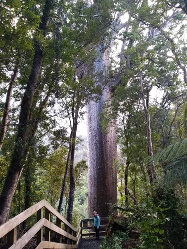 New Zealand kauri (Agathis australis), photograph