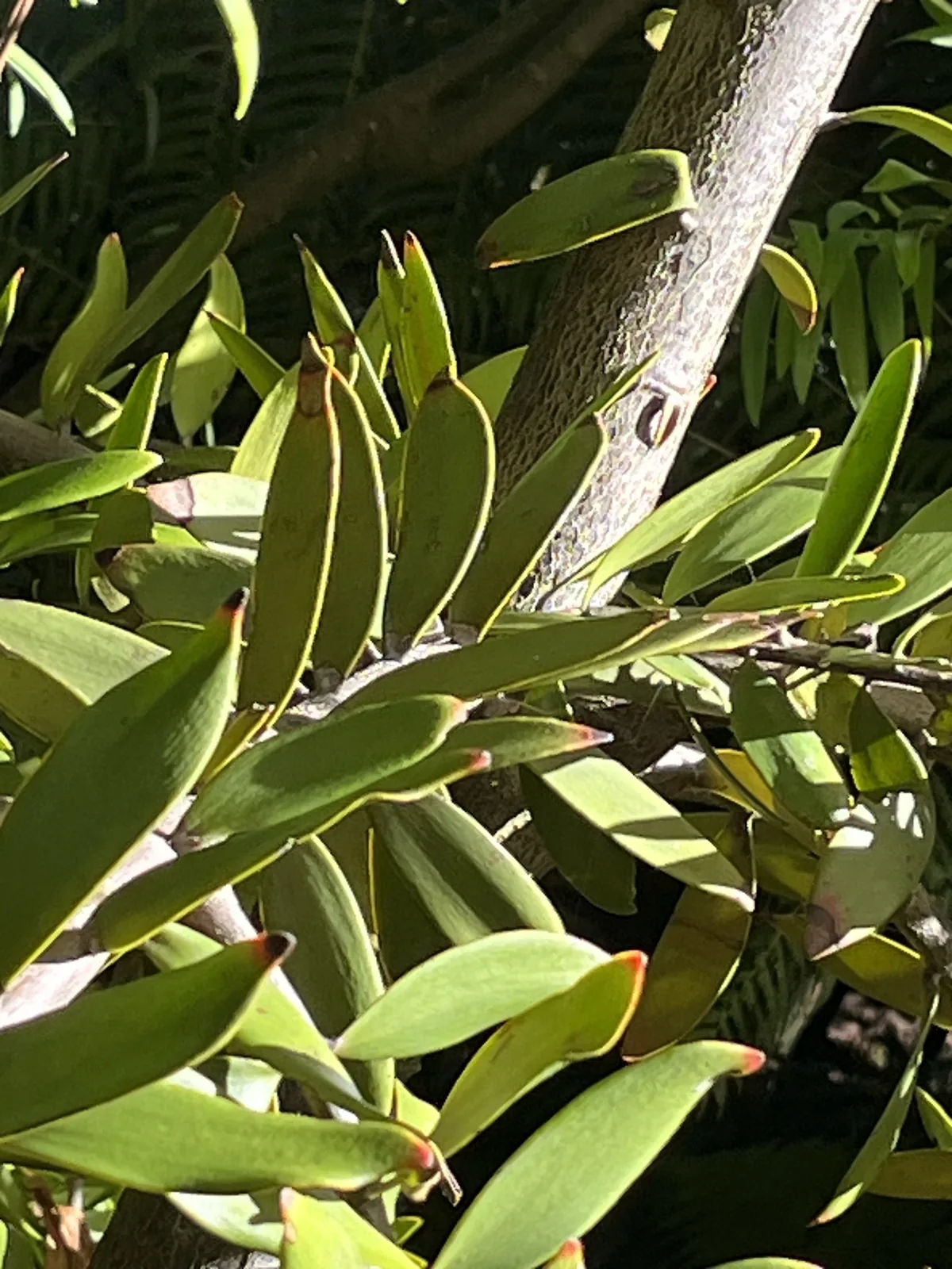 New Zealand kauri (Agathis australis), photograph