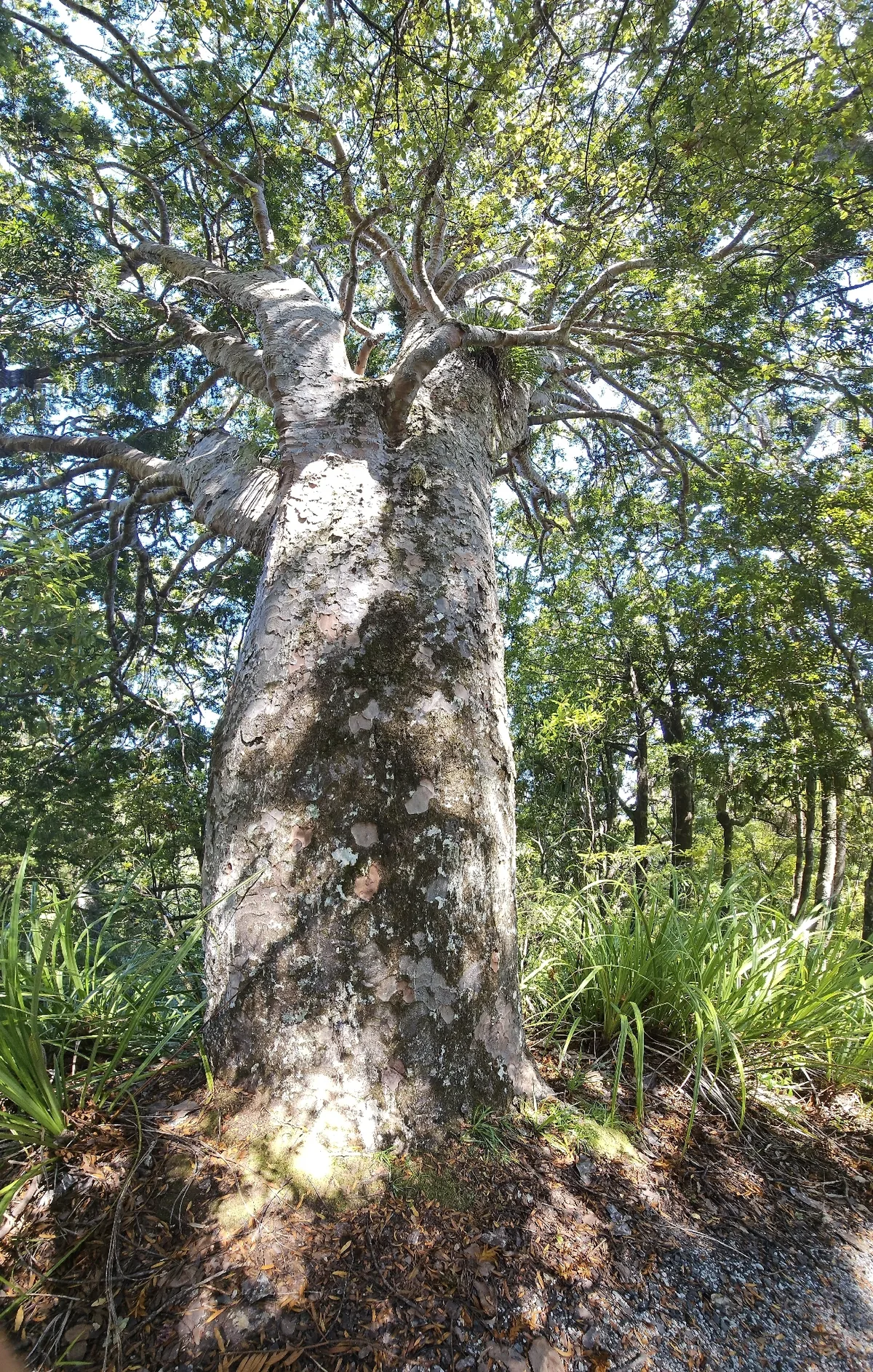 Photo: Angus Campbell, via iNaturalist · CC BY · via GBIF New Zealand kauri (Agathis australis), photograph