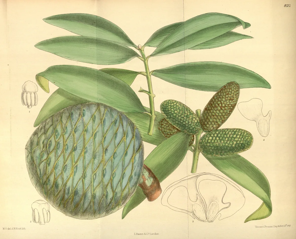 Illustration: M.S. del, J.N.Fitch, lith. · Public domain · via Wikimedia Commons kauri (Agathis macrophylla), botanical illustration