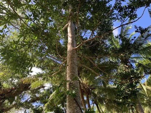 kauri (Agathis macrophylla), photograph
