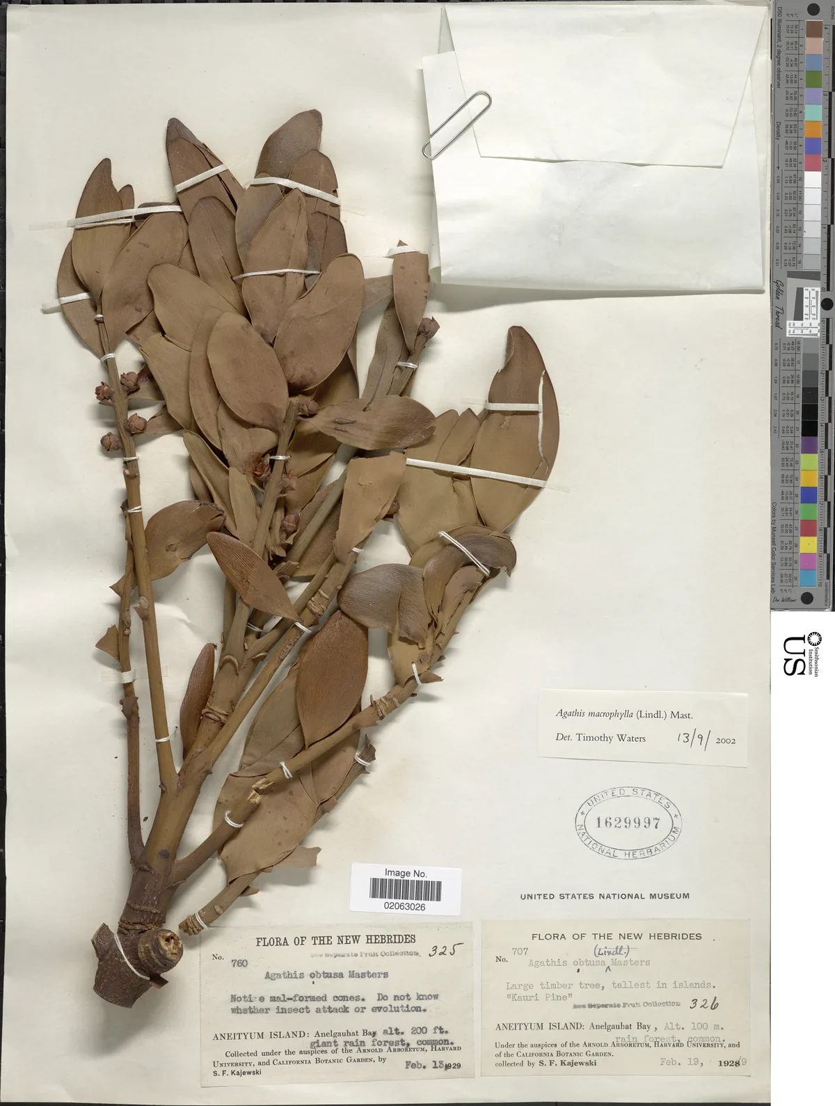 kauri (Agathis macrophylla), photograph