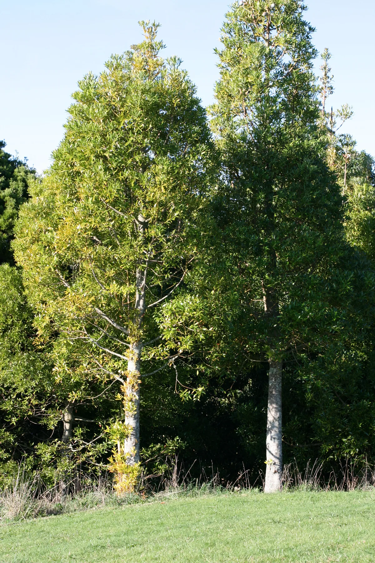 kauri (Agathis macrophylla), photograph