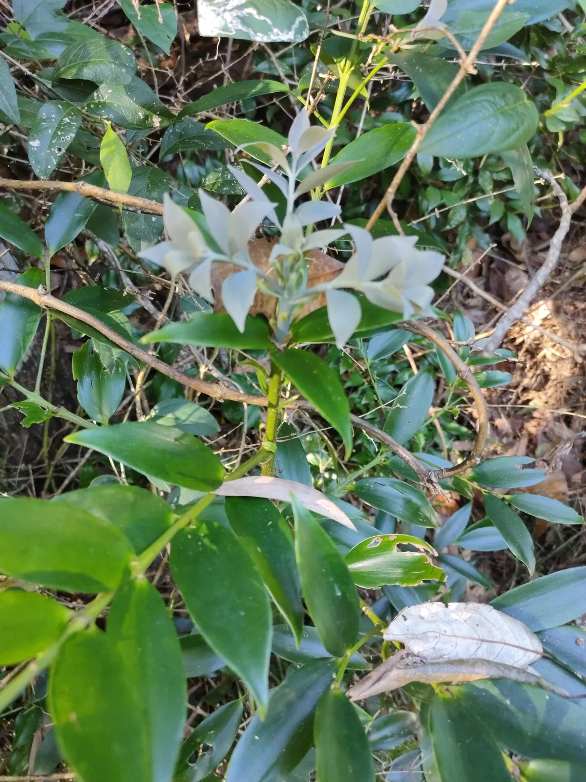 South Queensland kauri (Agathis robusta), photograph
