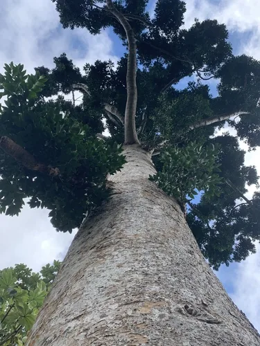 Photo: (c) sblumen, some rights reserved · CC BY · via iNaturalist South Queensland kauri (Agathis robusta), photograph