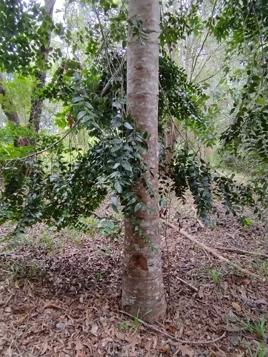 South Queensland kauri (Agathis robusta), photograph